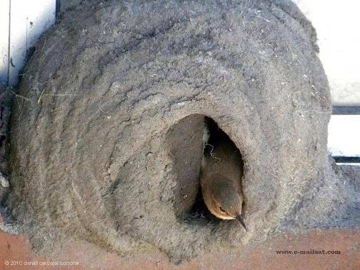 hornero