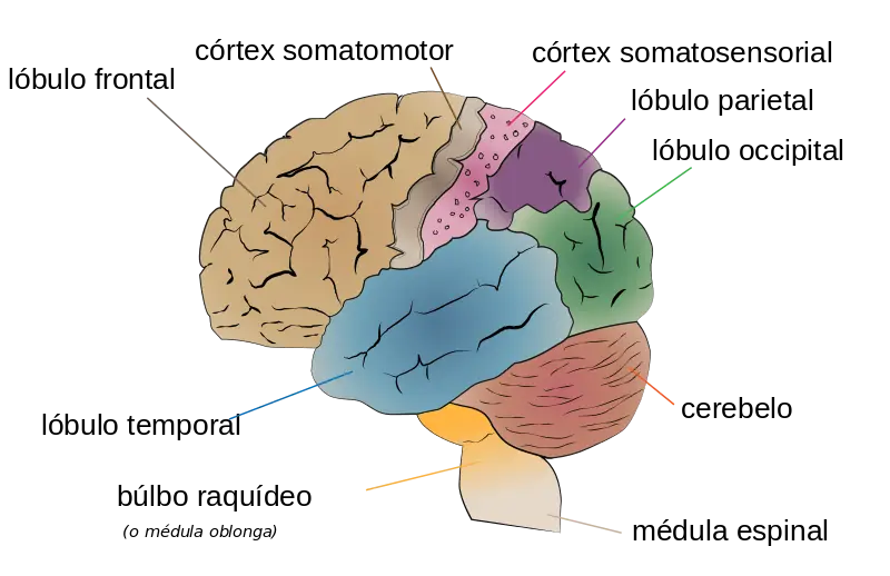El cerebro humano [Inteligencia colectiva]
