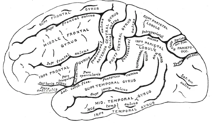 El cerebro humano [Inteligencia colectiva]