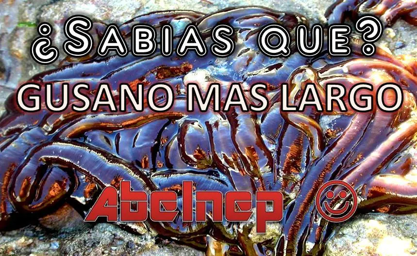 abelnep