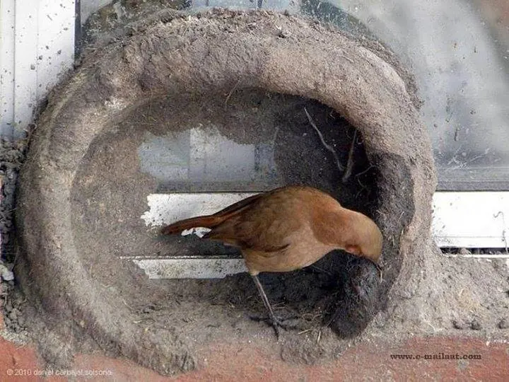 hornerito