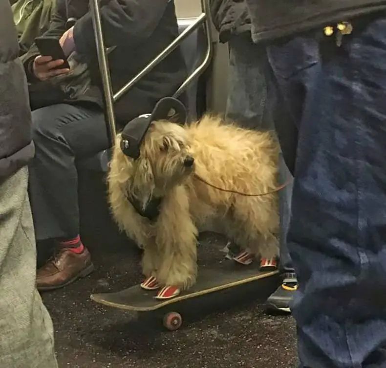 wtf