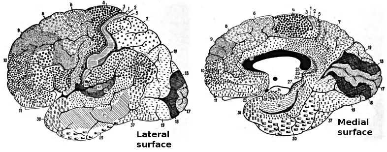 cerebro