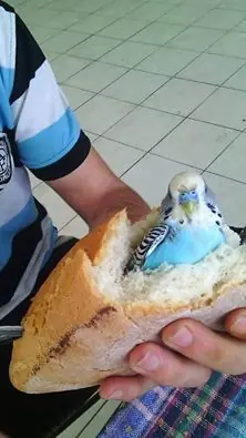 humor para desvelados