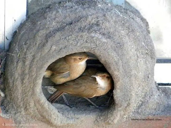 hornerito
