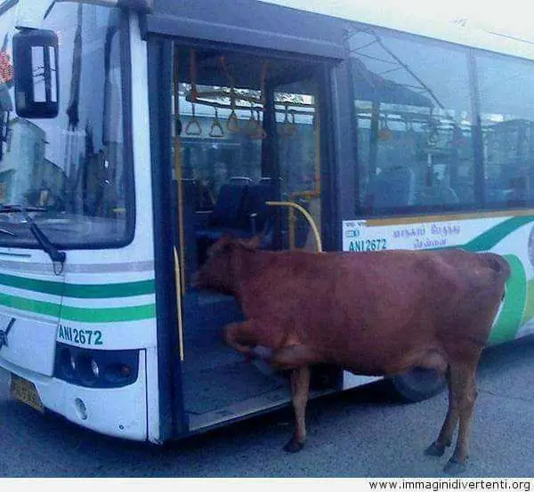 humor loco