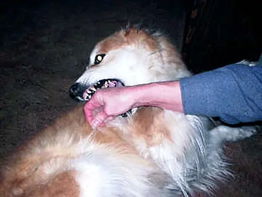 mordedura de perro