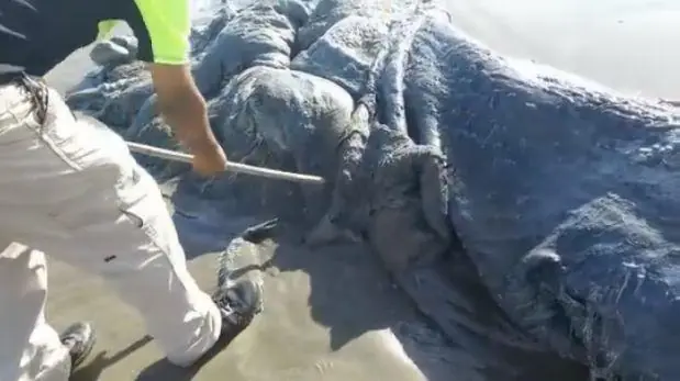 La extraña criatura gigante hallada en las costas de México