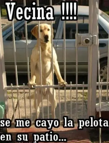 perros