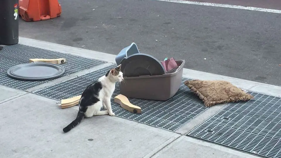 gato