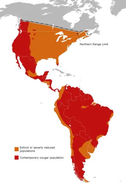 El Puma (Distribución, ecosistemas y dieta)