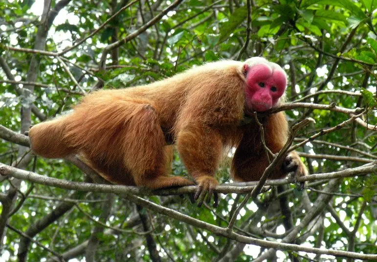 Los 10 monos más raros del mundo