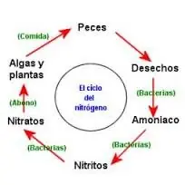 Hidroponia