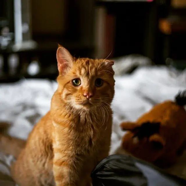 Rescataron al "gato más triste del mundo", cambiaron su vida
