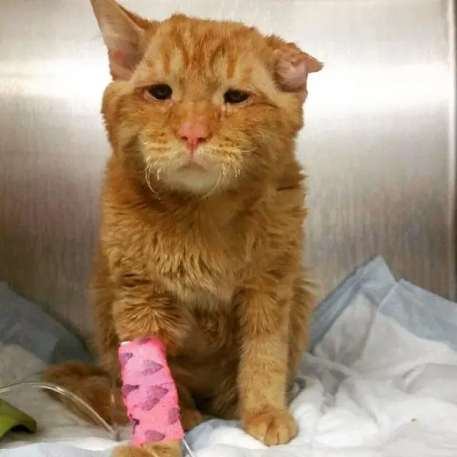 gato