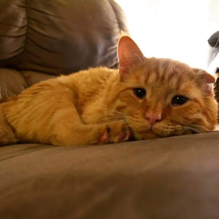 gato