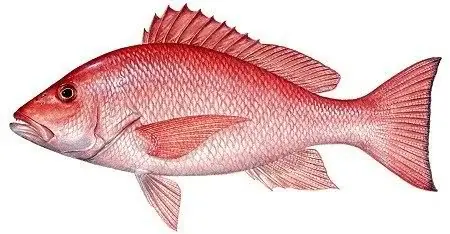 Pargo Rojo al Horno