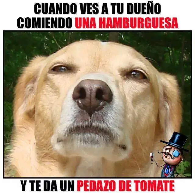 Pero mirate estas imagenes de Humor Papa