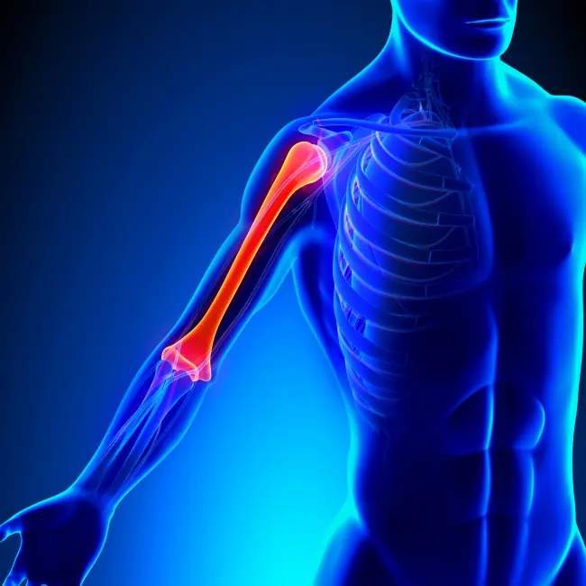Características del cuerpo humano