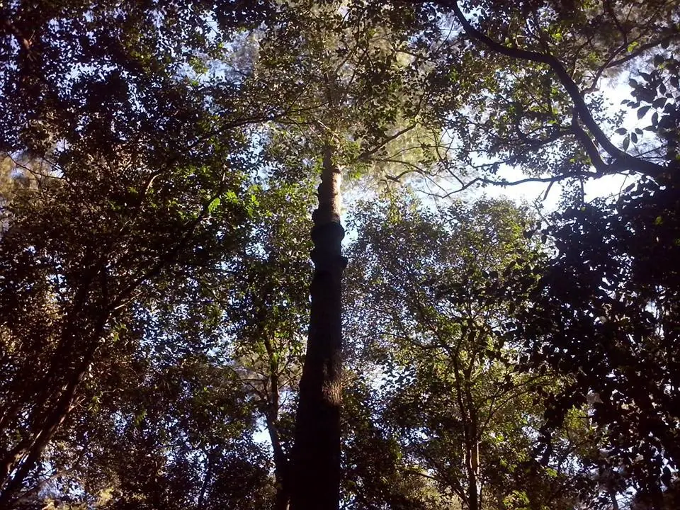 Caminando por mi pueblo (Jauregui)