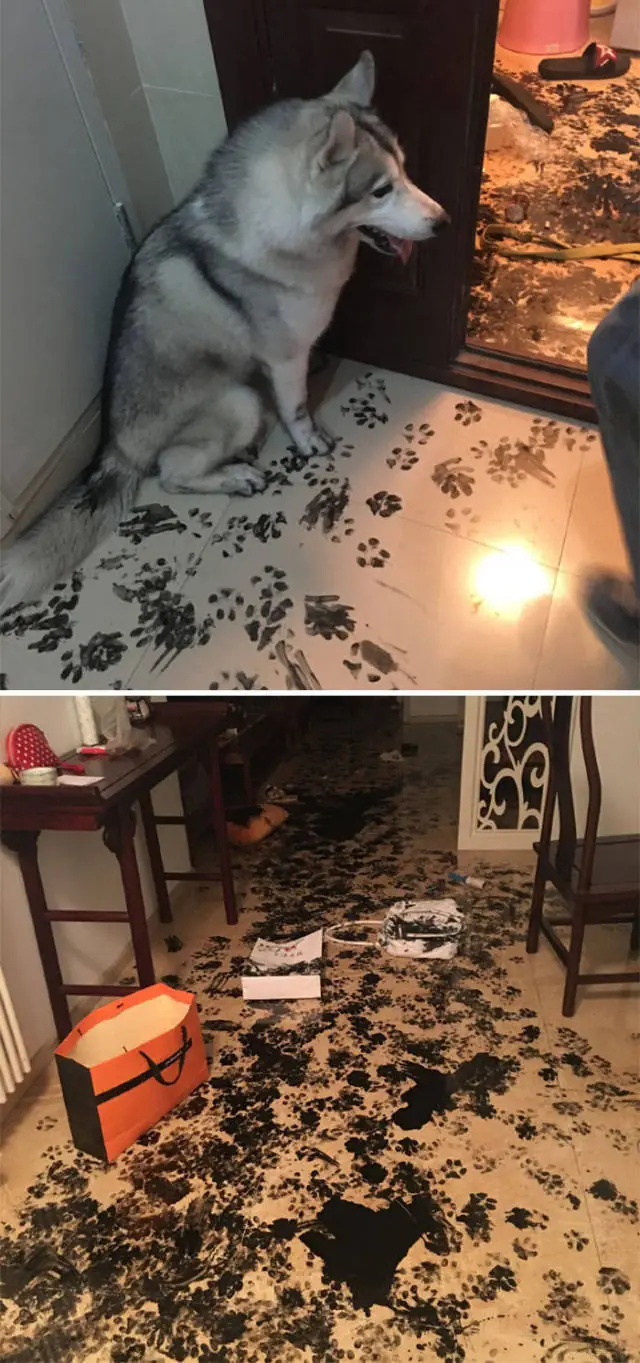 Dogs