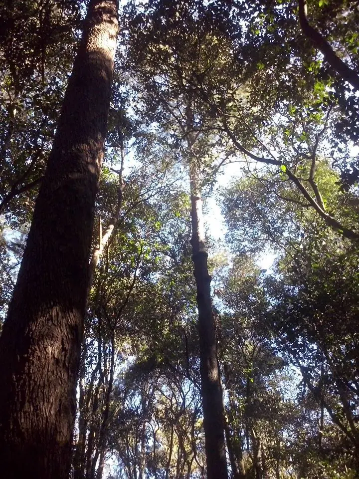 Caminando por mi pueblo (Jauregui)