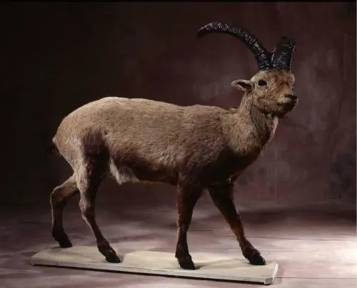 animales