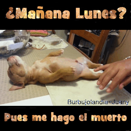 imagenes divertidas