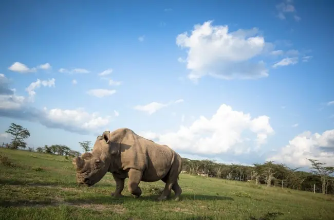 Animales mas tiernos del planeta..en peligro de extinción. Animales mas tiernos del planeta..en peligro de extinción.