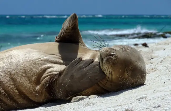 Animales mas tiernos del planeta..en peligro de extinción. Animales mas tiernos del planeta..en peligro de extinción.