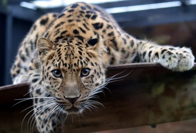 Mundo Animal Mundo Animal