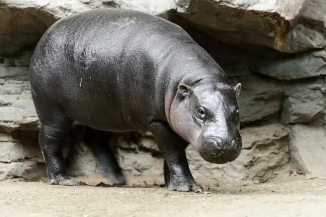 tierno tierno