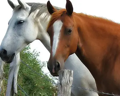 maestros espirituales