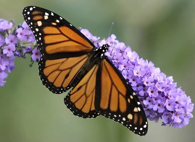 Mariposa monarca