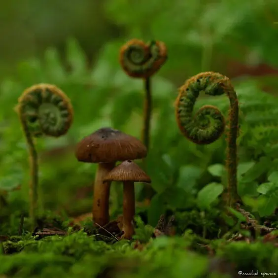 plantas