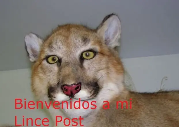 Encontré al Nene y a Peluchin y te lo muestro.