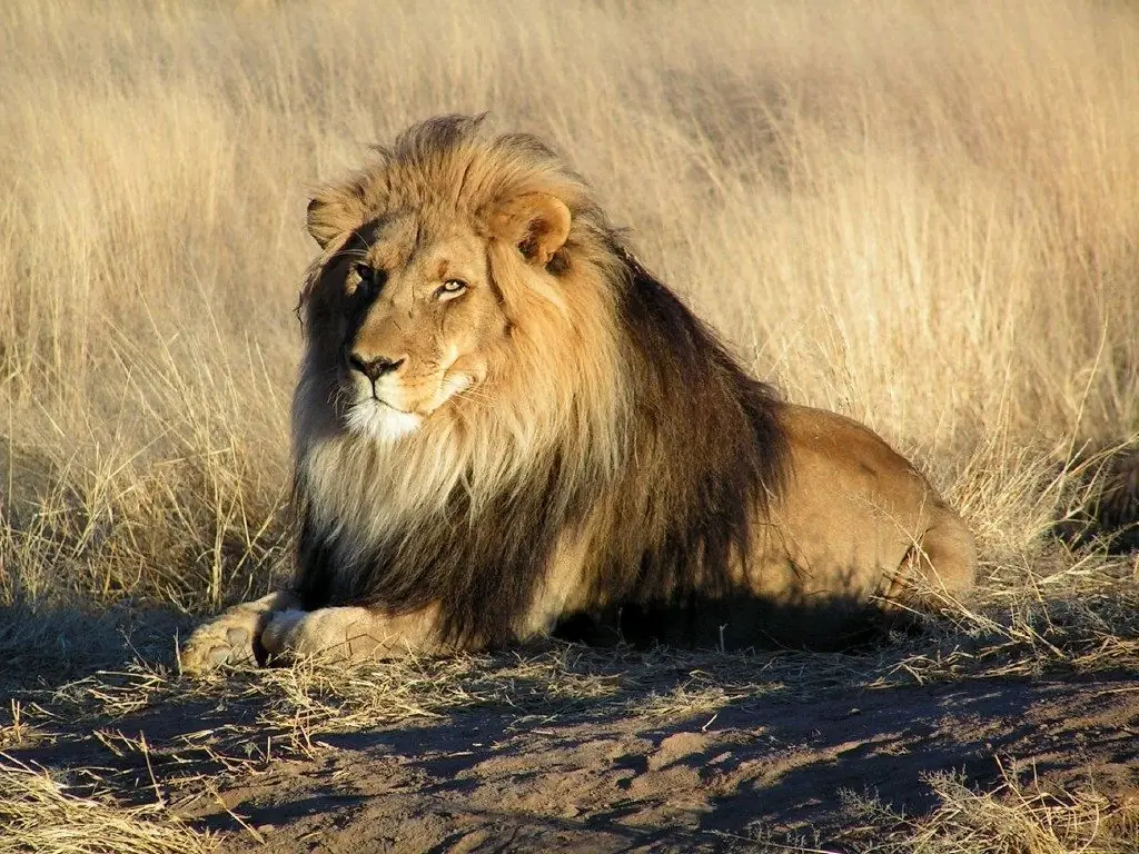 ¿Por qué el León es el “El Rey de la Selva”?