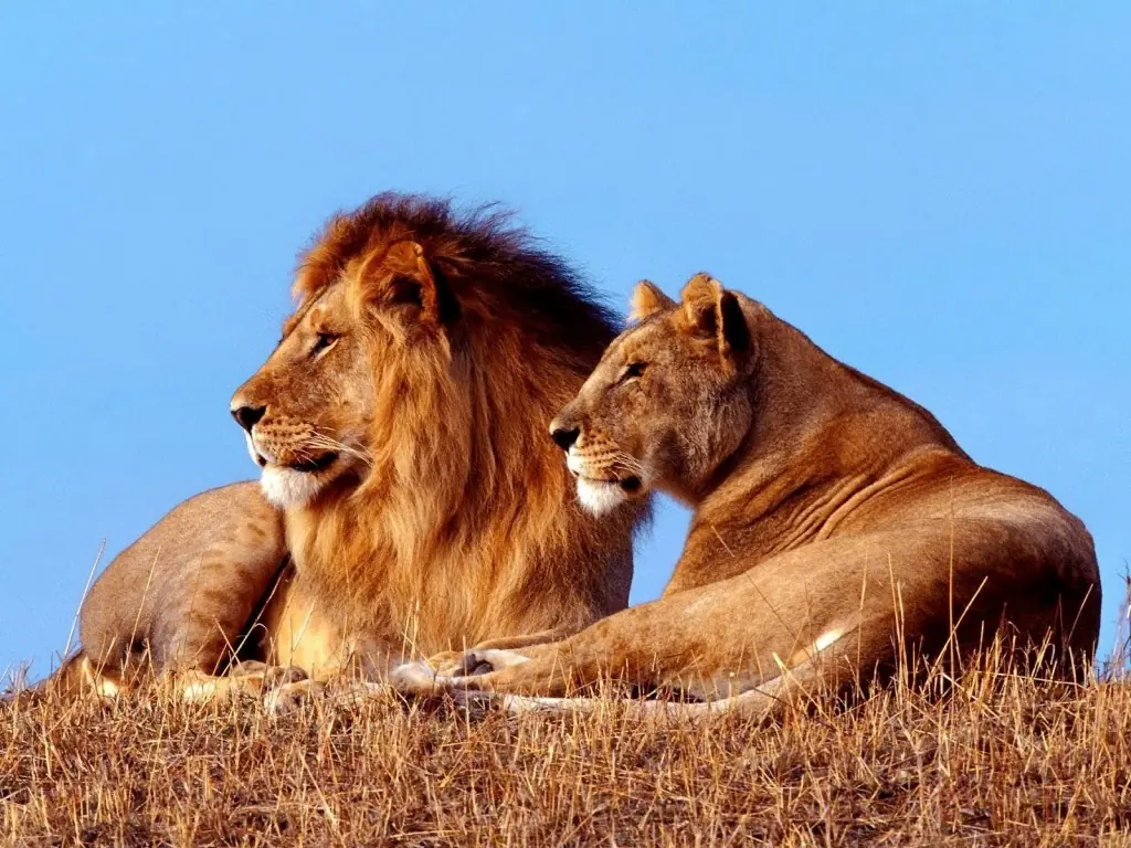 ¿Por qué el León es el “El Rey de la Selva”?
