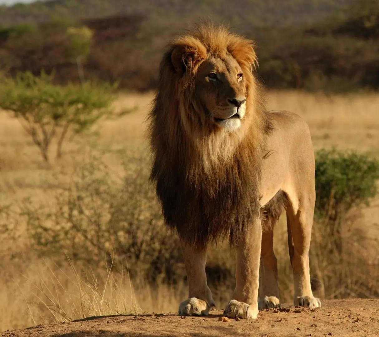 rey de la selva