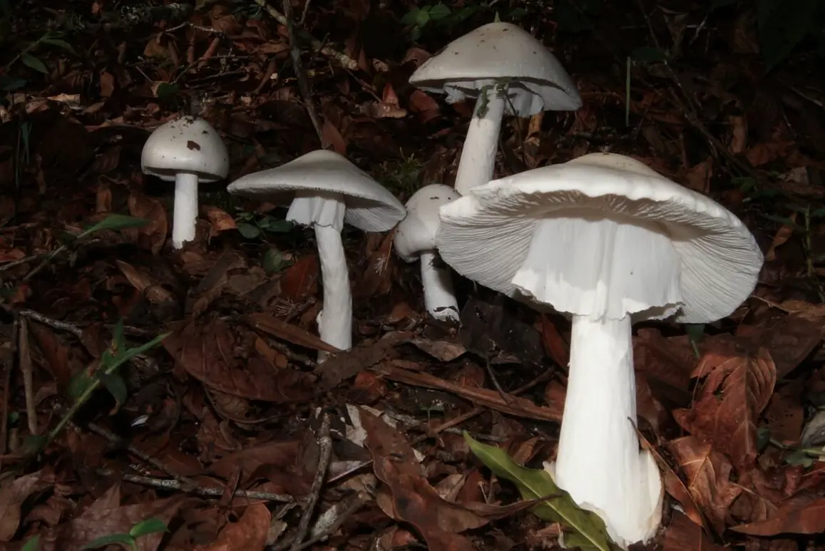 psilocybe caerulescens