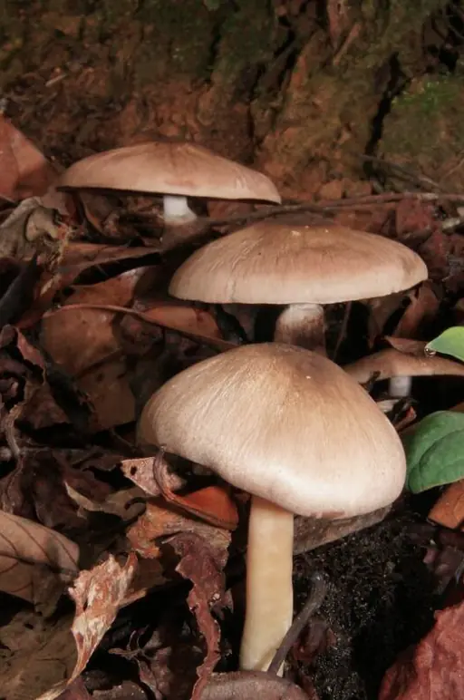 hongos alucinogenos