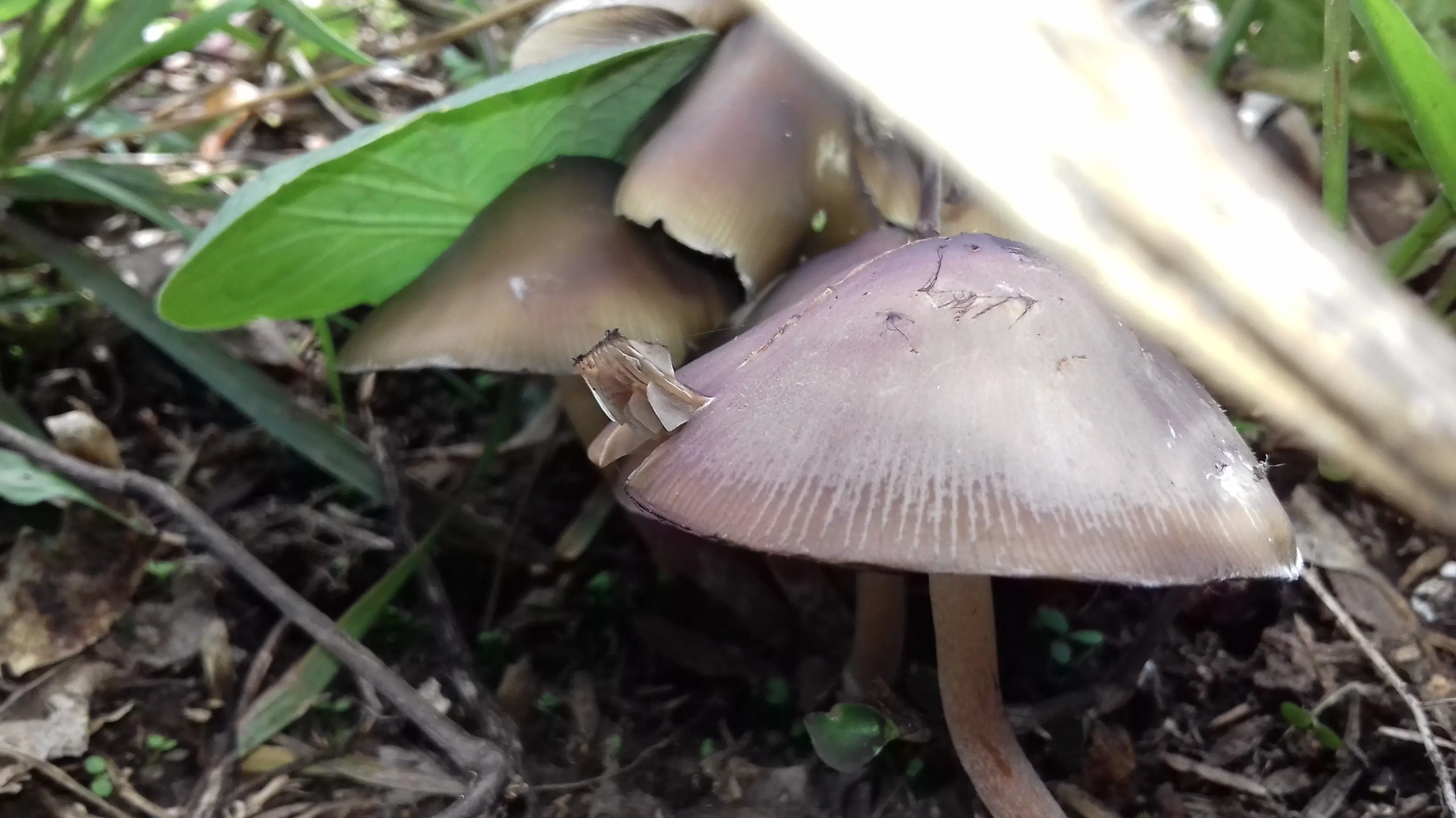 hongos alucinogenos