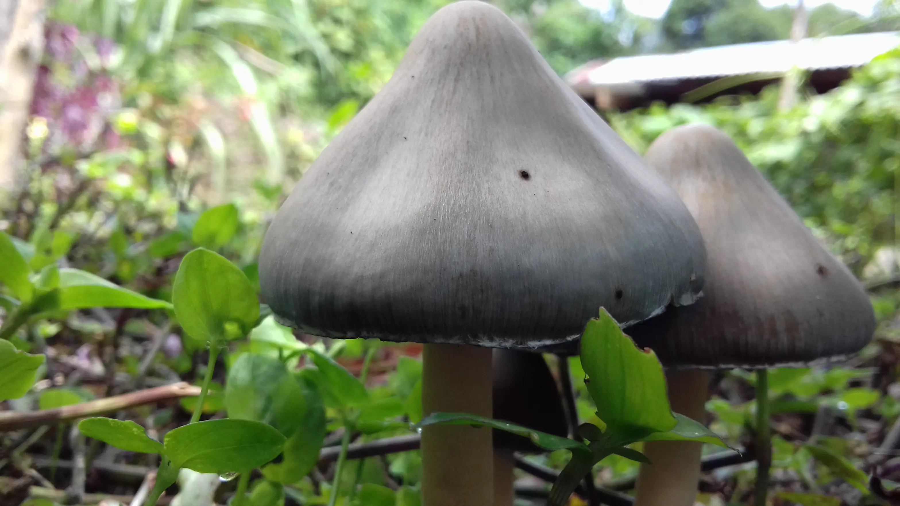 psilocybe caerulescens