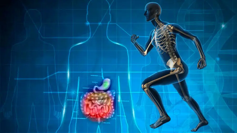 Los intestinos de los atletas son diferentes