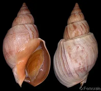 Caracoles Argentinos: Buccinanops cochlidium
