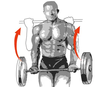 musculo musculo