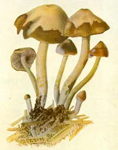 psicodelia