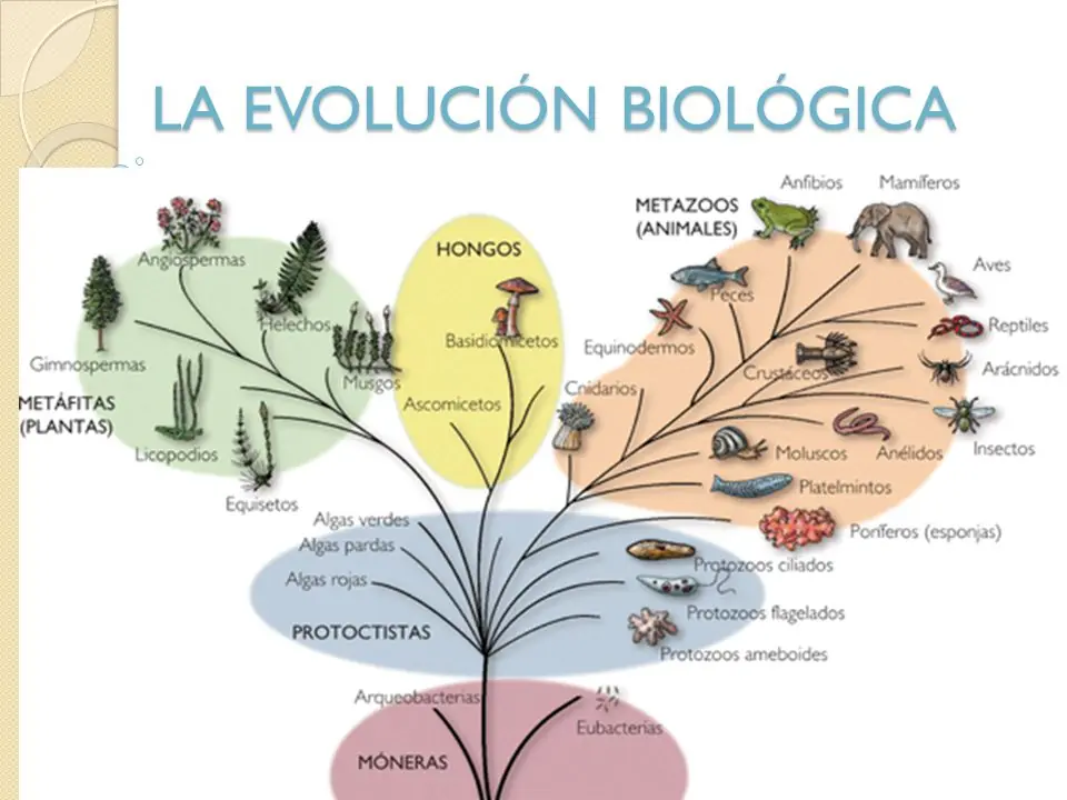 teorias de la creacion, vida, mundo
