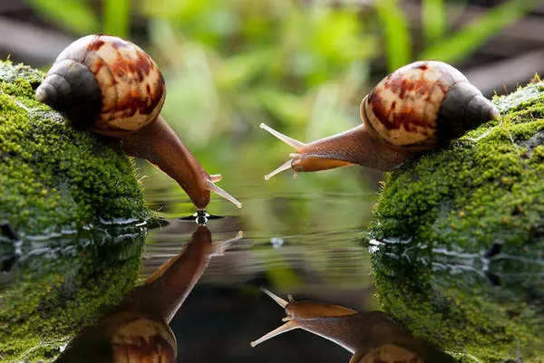 caracol caracol