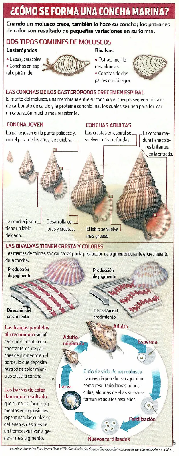 ¿Como crece una concha?